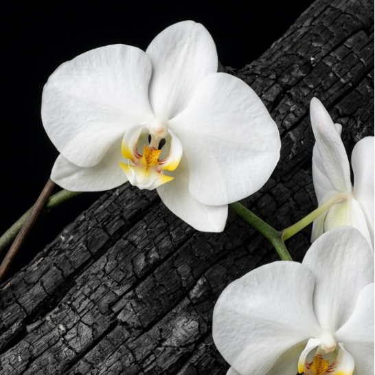 Three white orchid flowers with yellow centers growing on a dark, textured bark log against a solid black background.